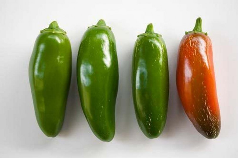Jalapeno mild paprika - Csípős paprika ritkaságok az Egzotikus Növények Stúdiója kínálatában